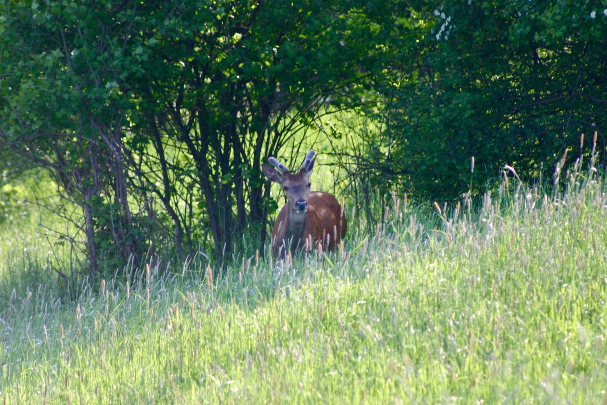 Brown Deer - Z Sauna Na Tarasie, Jacuzzi I Widokiem Na Gory - By Deer Hills Luxury Apartments Kocon Dış mekan fotoğraf